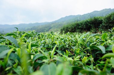 Baharda yeşil çay ağaçları bahçesi 