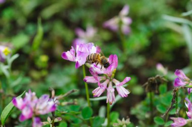 Arılar astragalus sinicus çiçeklerinin polenlerini toplarlar.