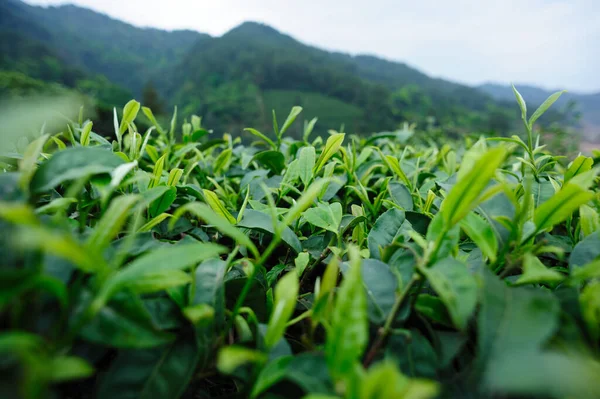 Garten Mit Grünen Teebäumen Frühling — Stockfoto