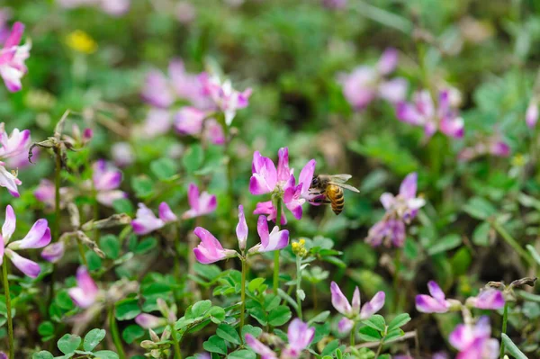 Api Che Raccolgono Polline Dei Fiori Astragalo Sinicus — Foto Stock