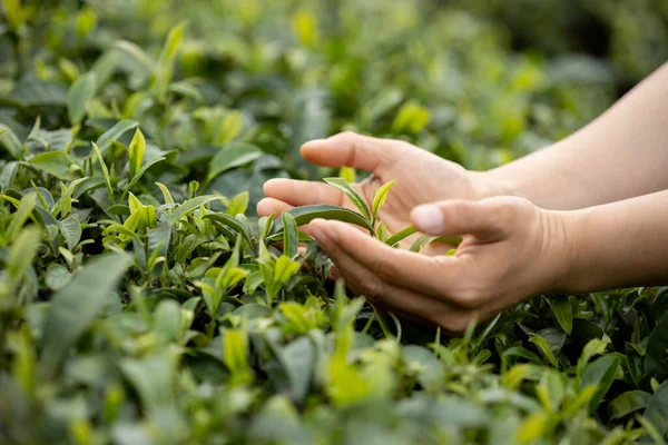 Руки Защищающие Листья Чая Весной — стоковое фото