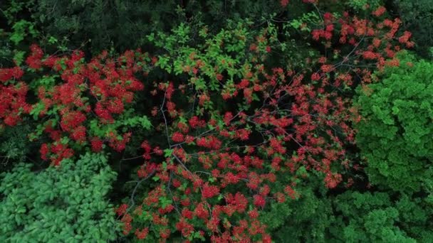 Вид Повітря Зелені Дерева Частково Червоним Листям Лісі — стокове відео
