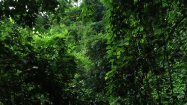 Ormandaki yeşil ağaçların havadan görünüşü