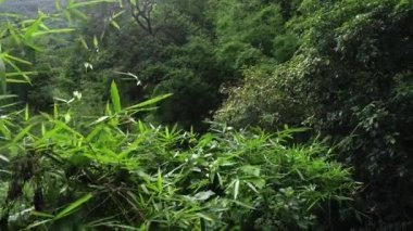 Ormandaki yeşil ağaçların havadan görünüşü