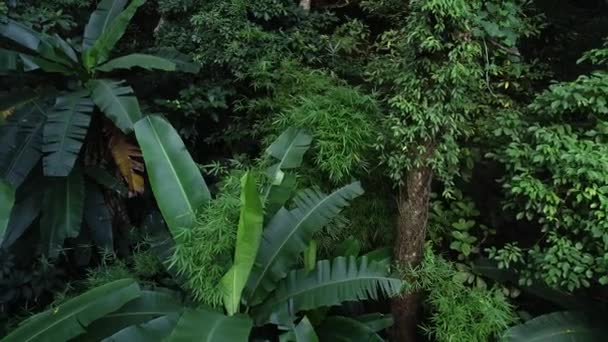 Красивый Пейзаж Летних Тропических Лесах Банановые Деревья — стоковое видео