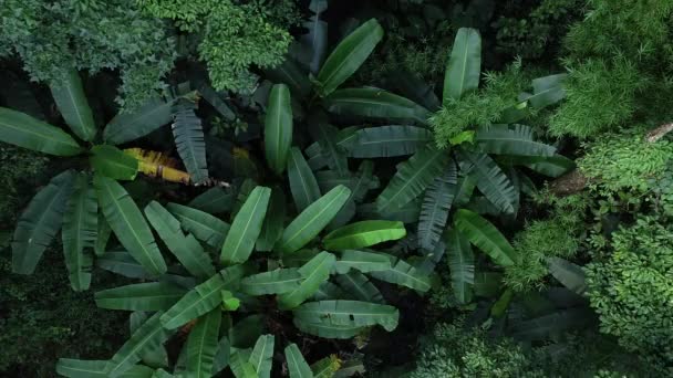 Bela Paisagem Verão Floresta Tropical Bananeiras — Vídeo de Stock