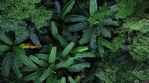 Красивый Пейзаж Летних Тропических Лесах Банановые Деревья — стоковое видео