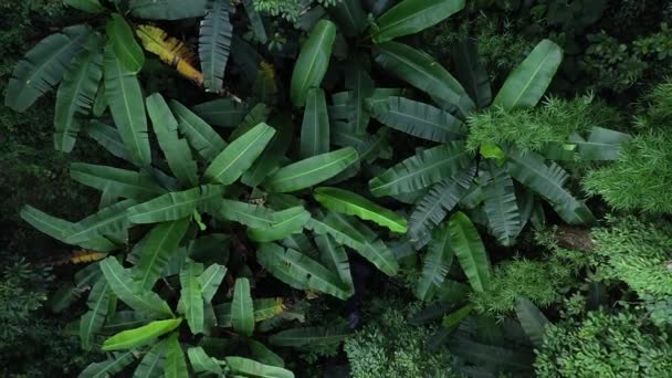 Gyönyörű Táj Nyári Trópusi Erdőben Banánfák — Stock videók