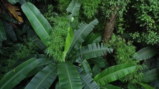 Bela Paisagem Verão Floresta Tropical Bananeiras — Vídeo de Stock