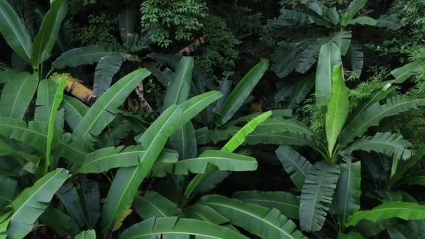 Prachtig Landschap Zomer Tropisch Bos Bananenbomen — Stockvideo