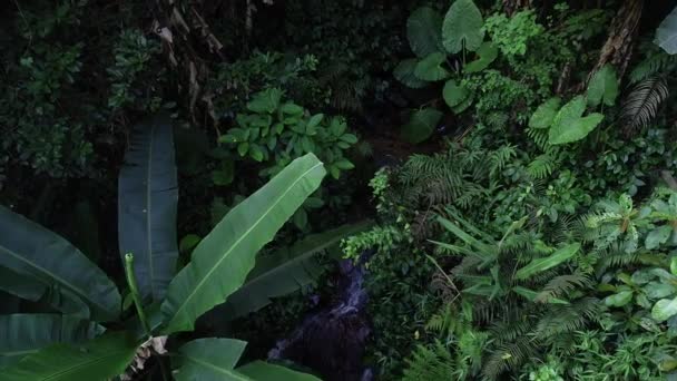 Beautiful Landscape Summer Tropical Forest Banana Trees — Stock Video