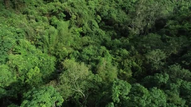 夏の熱帯雨林の美しい風景 — ストック動画