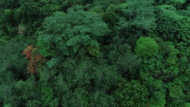 Bela Paisagem Verão Floresta Tropical — Vídeo de Stock