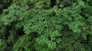 Yaz tropik ormanlarında güzel bir manzara.