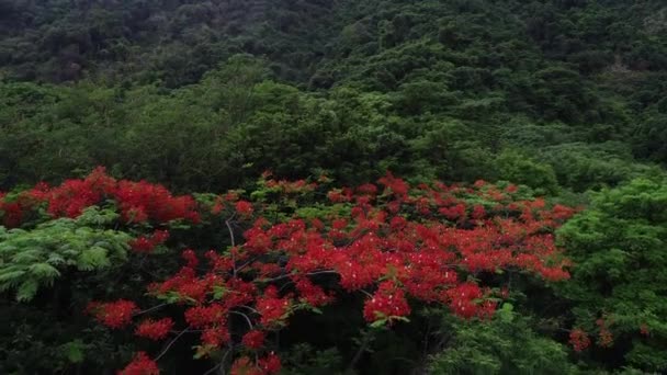 Vista Aerea Alberi Verdi Con Foglie Parzialmente Rosse Nel Bosco — Video Stock