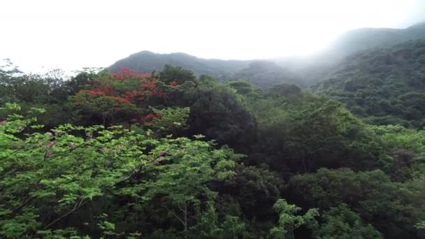 Piękny Krajobraz Letnim Lesie Tropikalnym — Wideo stockowe