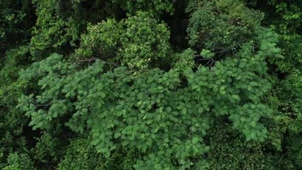 Bela Paisagem Verão Floresta Tropical — Vídeo de Stock