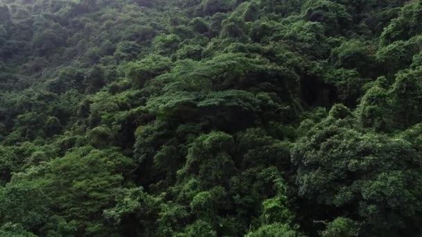 Bela Paisagem Verão Floresta Tropical — Vídeo de Stock