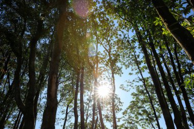 Bahar ormanlarının zirvesinde güzel bir gün doğumu