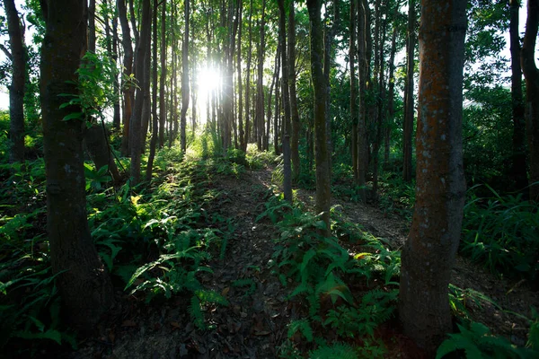 Belo Nascer Sol Nas Montanhas Floresta Verão — Fotografia de Stock