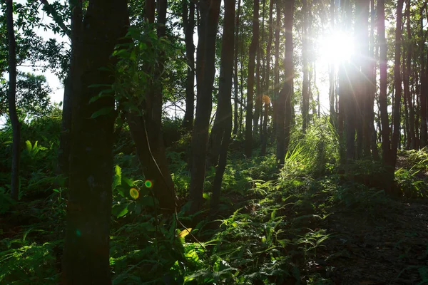 Belo Nascer Sol Nas Montanhas Floresta Verão — Fotografia de Stock