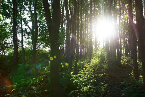 Belo Nascer Sol Nas Montanhas Floresta Verão — Fotografia de Stock