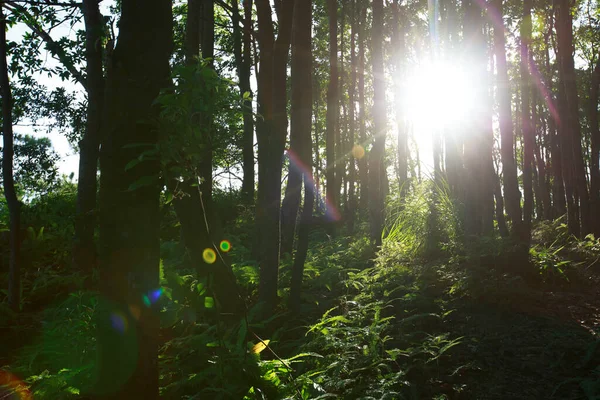 Belo Nascer Sol Nas Montanhas Floresta Verão — Fotografia de Stock