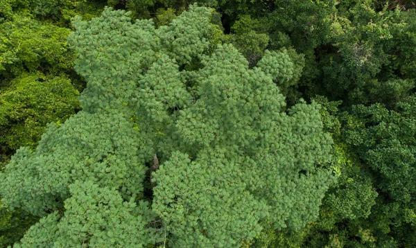 Vackert Landskap Sommar Tropisk Skog — Stockfoto
