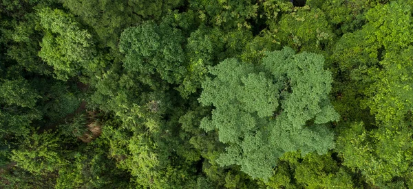 Vackert Landskap Sommar Tropisk Skog — Stockfoto