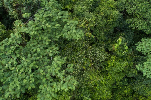 Красивий Пейзаж Літньому Тропічному Лісі — стокове фото