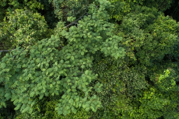 Bela Paisagem Verão Floresta Tropical — Fotografia de Stock