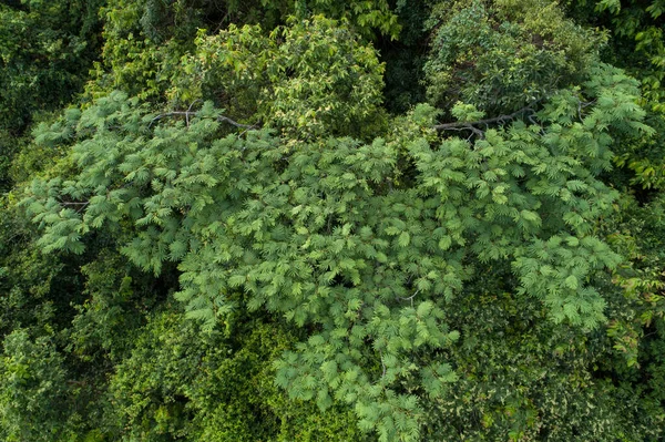 美丽的夏季热带森林景观 — 图库照片