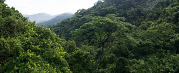 Bela Paisagem Verão Floresta Tropical — Fotografia de Stock