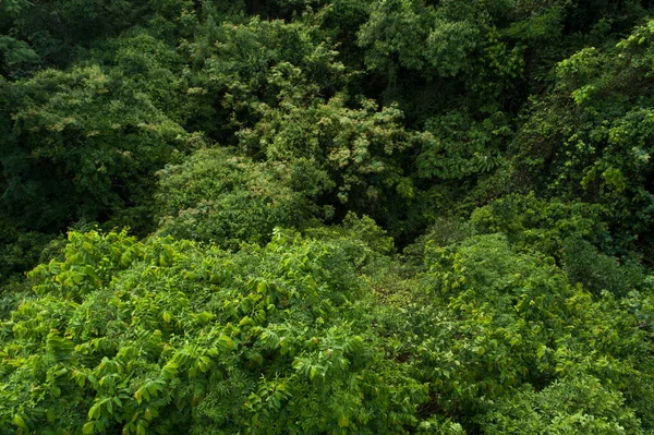 Pemandangan Indah Musim Panas Hutan Tropis — Stok Foto