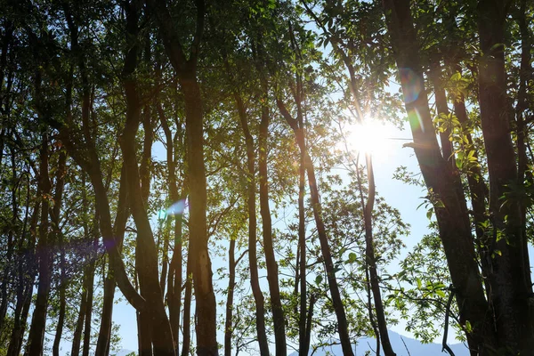 Belo Nascer Sol Topo Montanha Floresta Primavera — Fotografia de Stock