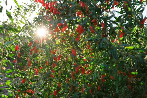 阳光园中的果莓和植物 — 图库照片