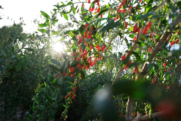 太陽の庭のゴジベリーの果物や植物 — ストック写真