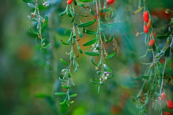 Goji Berry Fruits Plants Sunshine Field — Stock Photo, Image