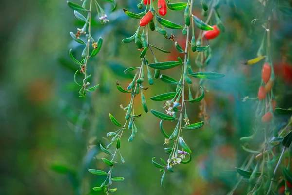 Goji Berry Fruits Plants Sunshine Field — Stock Photo, Image