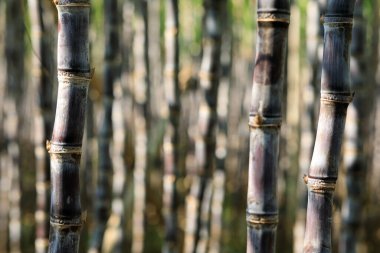 Şeker kamışı bitkileri tarlada yetişir