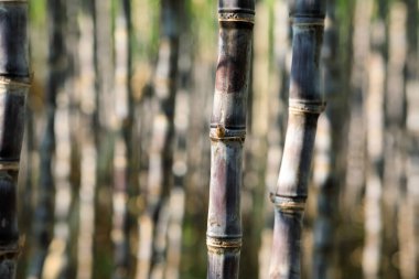 Şeker kamışı bitkileri tarlada yetişir