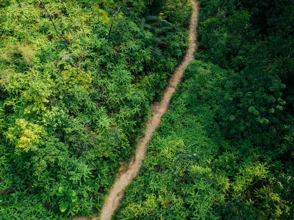 Vista Aérea Bela Trilha Floresta Tropical — Fotografia de Stock