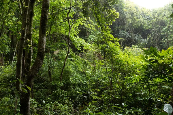 Тропічний Лісовий Пейзаж Навесні — стокове фото