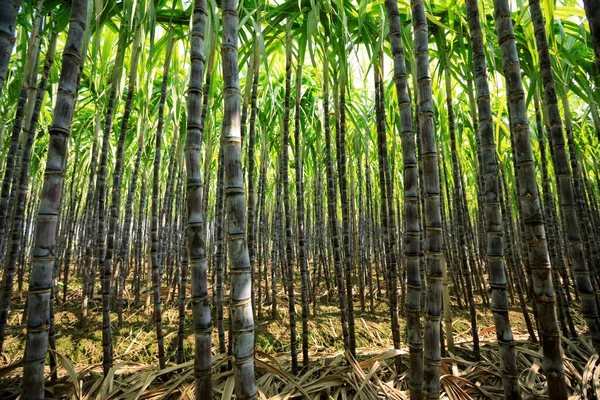 Suikerrietplanten Groeien Het Veld — Stockfoto