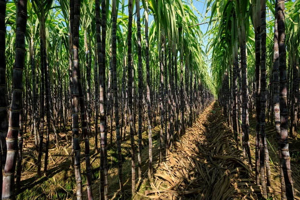Сахарный Тростник Растет Поле — стоковое фото