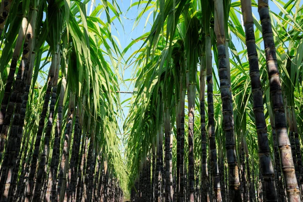 Las Plantas Caña Azúcar Crecen Campo —  Fotos de Stock