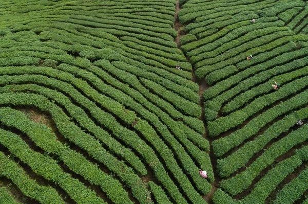 Vista Aérea Agricultora Cosechando Hojas Gratis Montañas Primavera —  Fotos de Stock