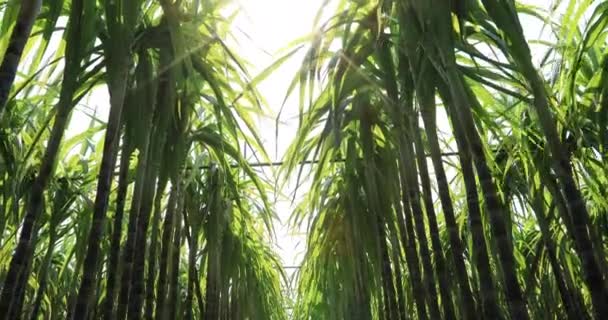 Vista Cerca Los Árboles Bambú Crecimiento — Vídeos de Stock