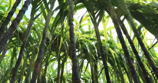 Close View Growing Bamboo Trees — Stock Video