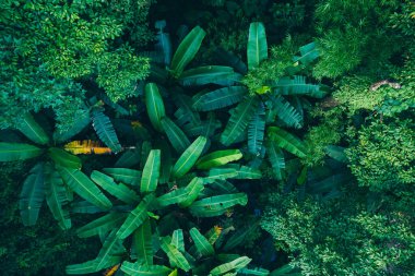 Yazın tropikal ormanın havadan görünüşü
